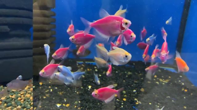 Аквариумные рыбки смотреть онлайн