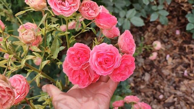 Роза Аллюр Винтер Джевел смотреть онлайн