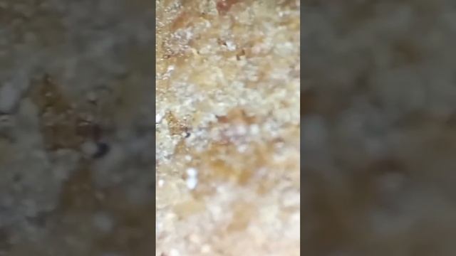 СУХОЙ КОШАЧИЙ КОРМ ПОД МИКРОСКОПОМ/ ИСТОРИЯ ПРОИСХОЖДЕНИЯ #microworld #shorts смотреть онлайн