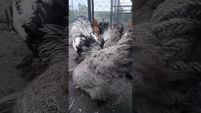 куры Брама темная#storts смотреть онлайн