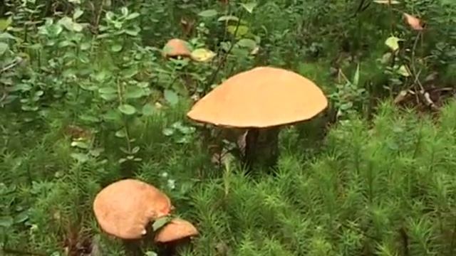 Красивые грибы августа смотреть онлайн