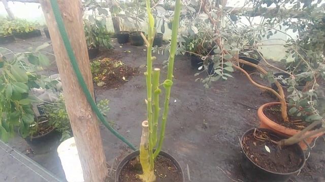 Саженцы цифомандры свеклолистой, или томатного дерева, или тамарилла. смотреть онлайн