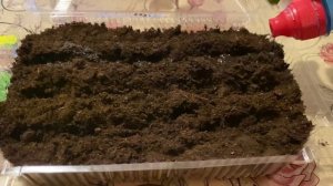 Простой посев базилика. Когда и как сажать базилик на рассаду