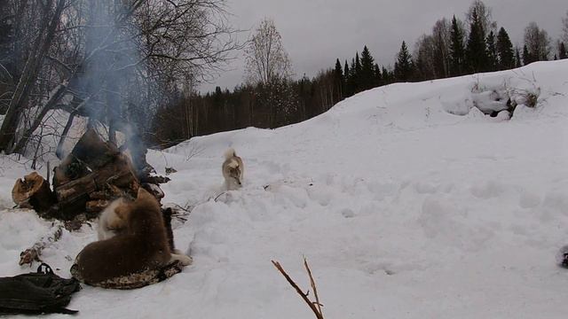 Северные бродяги. Снова на таежной речке. смотреть онлайн