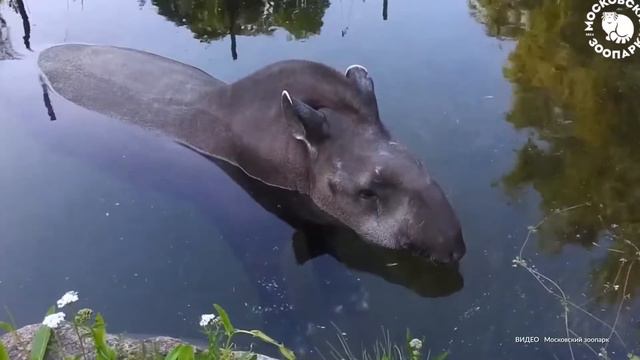 Обитатели Московского зоопарка начали переселяться в теплые вольеры смотреть онлайн