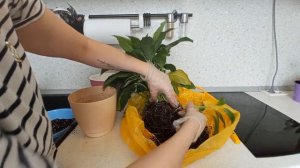 Пересадка  и деление спатифиллума