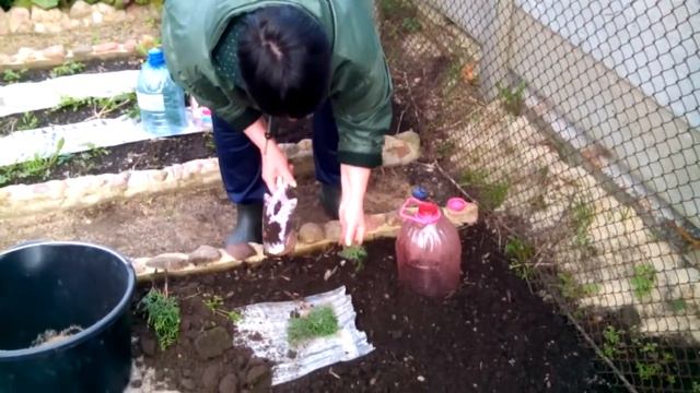Черенки туи высаживаем в грунт (Часть 3) смотреть онлайн