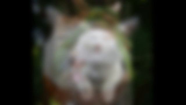 ленивый кот Широнеко смотреть онлайн