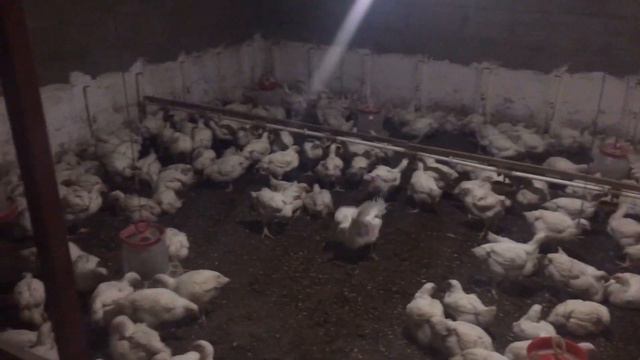 Вылечил бройлеров . 30 дней , отстают от графика . смотреть онлайн