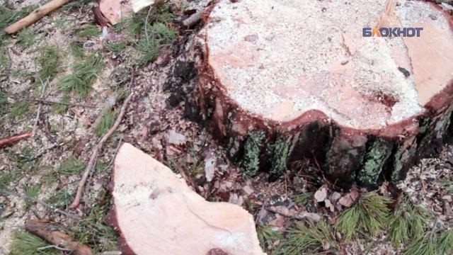 Вырубка леса в Воронежском биосферном заповеднике _ смотреть онлайн