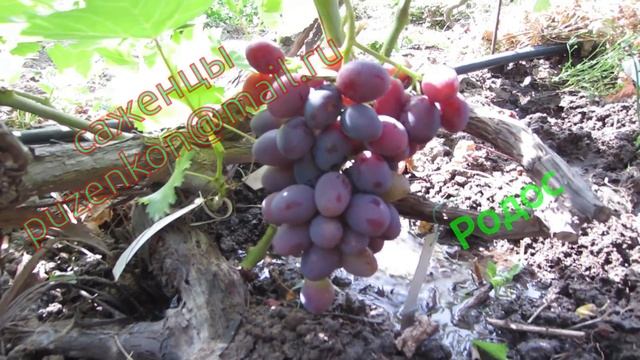 Родос-виноград Бурдака на участке Пузенко Натальи Лариасовны смотреть онлайн