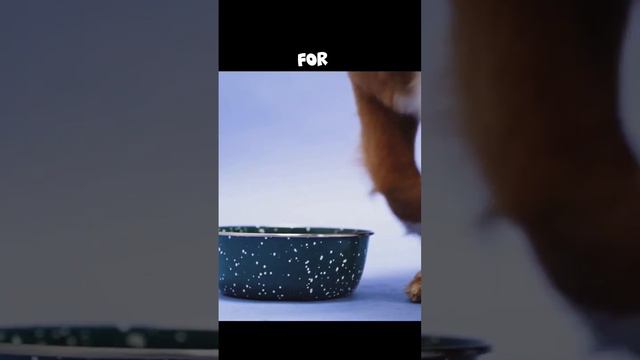 RAISED FOOD BOWL WHY? .IT SAVE DOG LIVES. #abkc #americanbully #pets смотреть онлайн