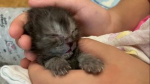 Кормим новорожденного котенка из шприца | Kitten Dima
