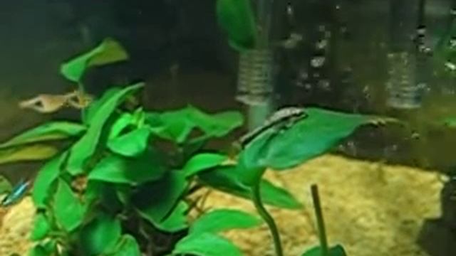 Otocinclus affinis on Leaf смотреть онлайн