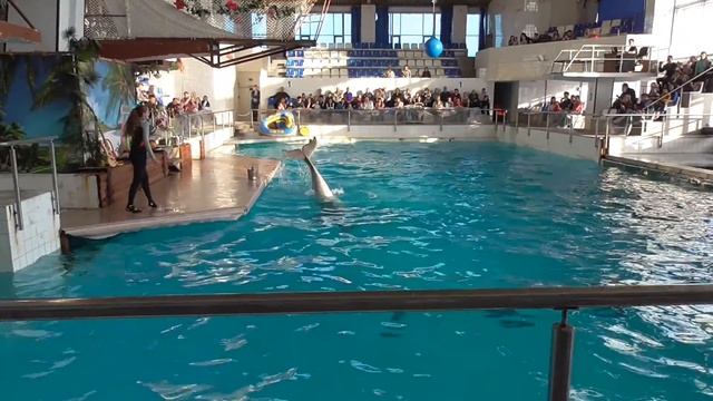 Дельфинарий в Набережных Челнах смотреть онлайн