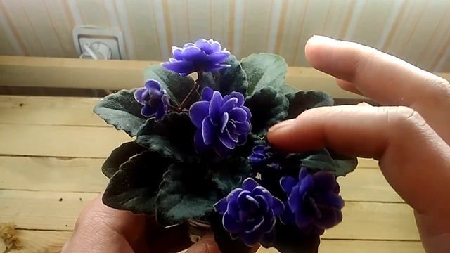 Пышное цветение полу мини фиалки Ness' Crinkle Blue (Несс Кринкл Блю)! смотреть онлайн