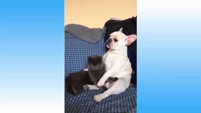 Я ПЛАКАЛ! #25 Подборка приколов домашних животных! Смешные коты #приколы #коты Cute Pets compilatio смотреть онлайн