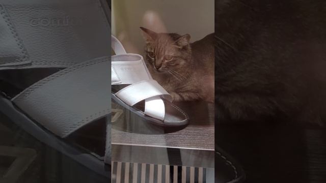 Кот в витрине магазина сидит, животные, витрина, магазин.