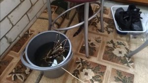 Ива извилистая. Укоренение черенков