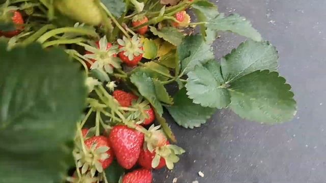 /Клубника  Маригетт, / больше 1кг, за первую волну!/