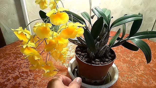 Дендробиум линдли смотреть онлайн