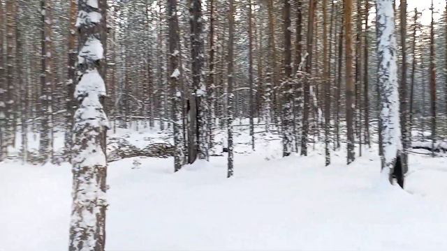 Вид внутри лесосеки. смотреть онлайн