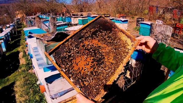 Племенная семья что и как зачем когда и для чего ? смотреть онлайн