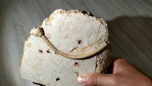 Морская лилия, Moscovicrinus, Беспозвоночные, Иглокожие, Морские лилии, криноидеи смотреть онлайн