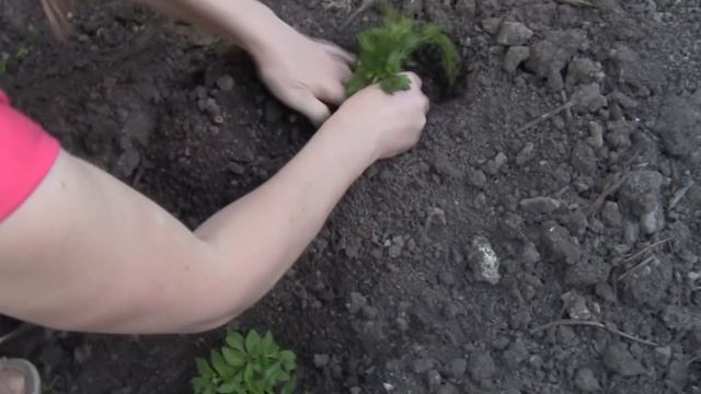 Простая Посадка Помидоров в Открытый Грунт. смотреть онлайн