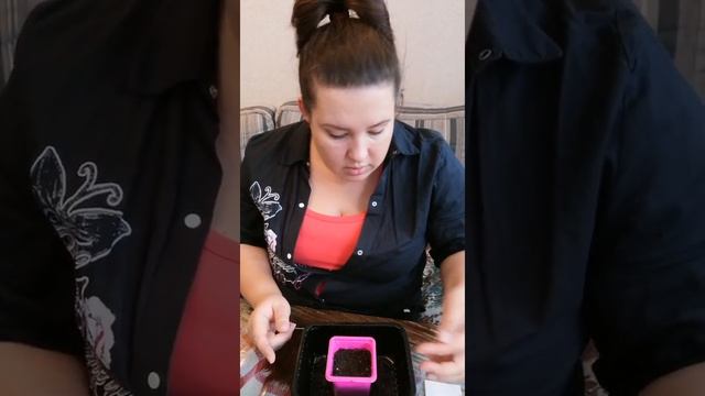 Ранункулюс. Посев семян  ранункулюса.