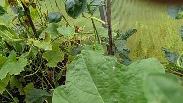 Заготовка петрушки. смотреть онлайн