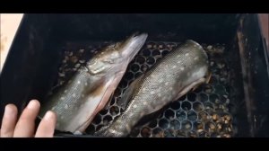 Щука горячего копчения. Как правильно коптить щуку! Пошаговая инструкция копчения щуки.