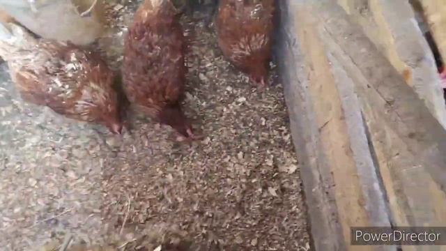 почему домашнее яйцо дорогое? *разоряю курятник* есть ли идеальная подстилка? Village Life Vlog