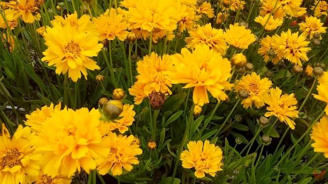 Кореопсис (Coreopsis) смотреть онлайн