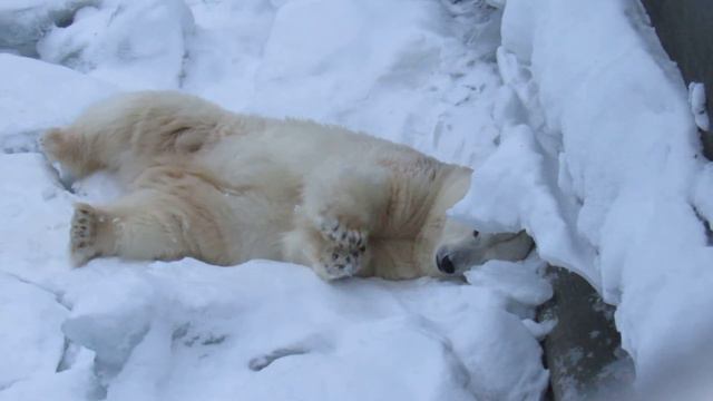 Кай отдыхает после новогодней ночи. 01.01.20 г. смотреть онлайн
