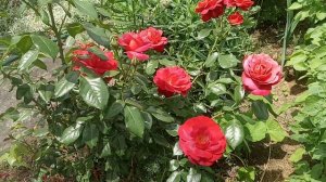 Роскошная роза Хот Какао.Она красива,как горячий какао.