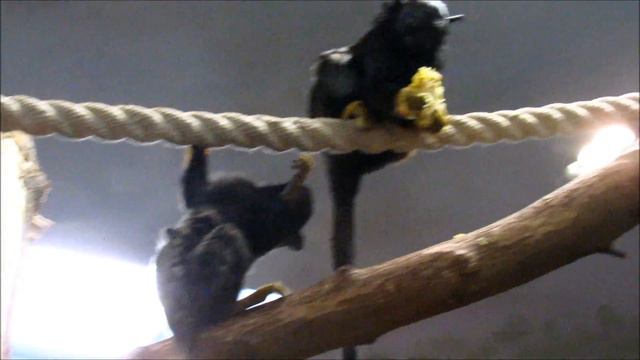 Обезьянки . 09.11.18 г. смотреть онлайн