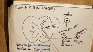 Вегетативная рефлекторная дуга симпатической нервной системы