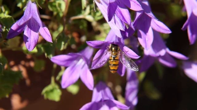 Hoverfly and purple Campanula Glomerata flowers. смотреть онлайн