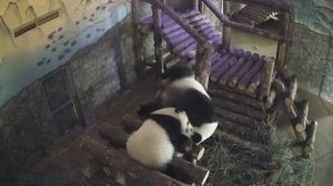🐼Катюша из Московского зоопарка не давала спать Диндин и лезла целоваться🐼
