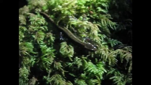 Associação Clube Xzen - Salamandra- lusitânica смотреть онлайн