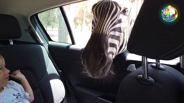 Сафари в Рамат Ган Израиль. Safari ramat Gan Israel. Tel Aviv Safari. Hello Alice.Хеллоу Элис смотреть онлайн