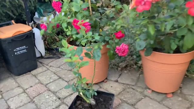 Rose Garden Tour | Morning Inspection of my Front Garden | David Austin Roses | Kordes Roses смотреть онлайн