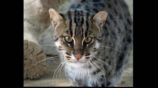 про животных: кошка рыболов смотреть онлайн