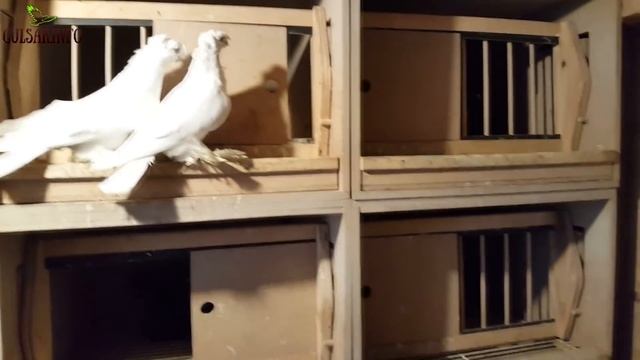 ДВУХЧУБЫЕ ГОЛУБИ / ГУЛЬБАДАМЫ / PIGEONS / TAUBE смотреть онлайн