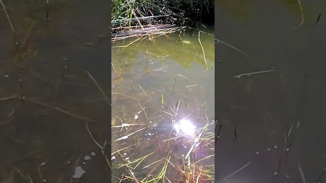 1 Омск Рыбалка Ильинские озера смотреть онлайн