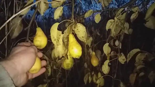 груша Талгарська красуня самий пізній сорт у нас в саду. талгарская красавица смотреть онлайн