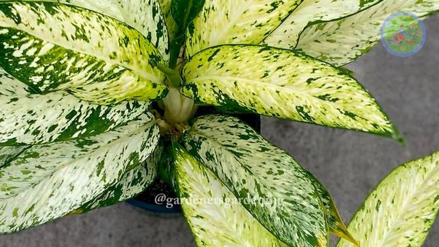 Dieffenbachia Or Dumb Cane Varieties | Types Of Dieffenbachia