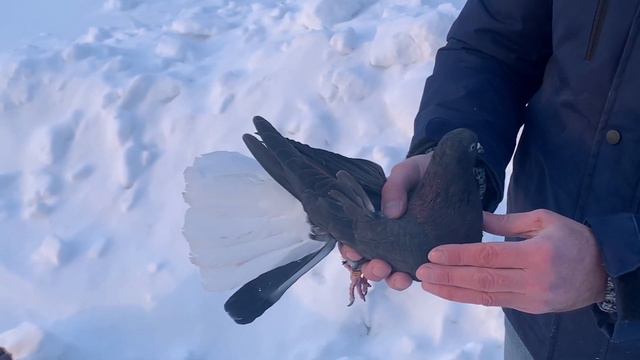 Подарки и голуби смотреть онлайн