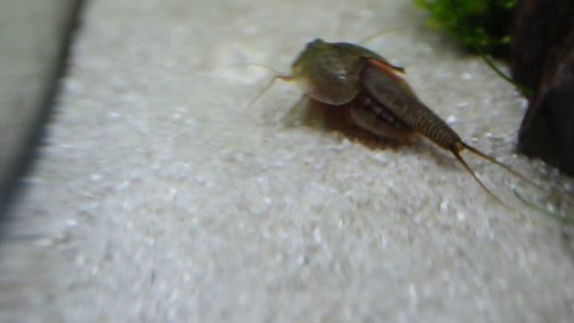 Triop Zuchtansats Granarius смотреть онлайн